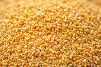 Germe di Grano (Zarodki pszenne)